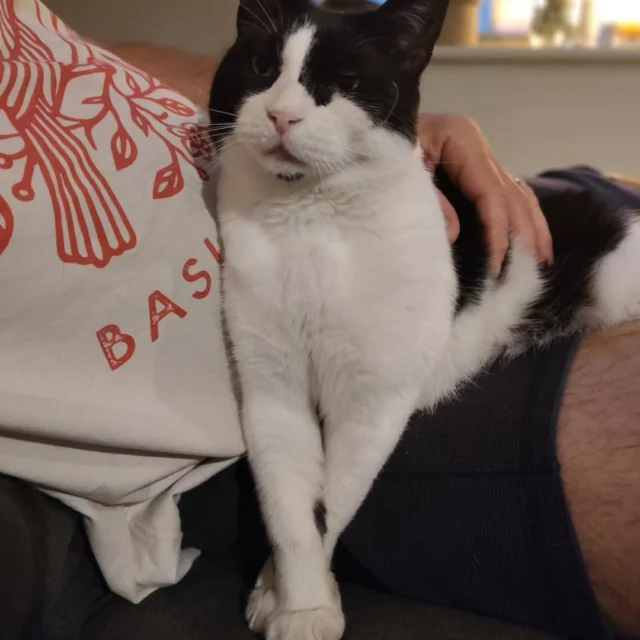 Happy gotcha day to this little weirdo 🎉🎉 

Our three legged wonder who knows not of personal space or boundaries. 

#creepyneil
